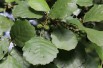 Black Alder -Alnus Glutinosa (Boland F.)