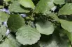 Alnus Glutinosa (Boland F.)
