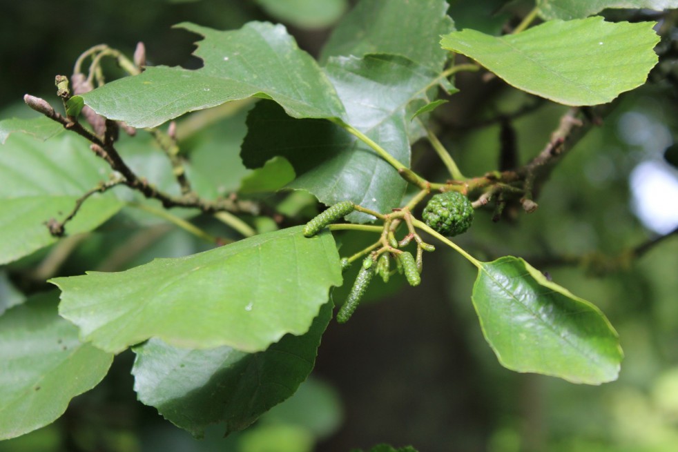 Black Alder -Alnus Glutinosa (Boland F.) Black Alder -Alnus Glutinosa (Boland F.)