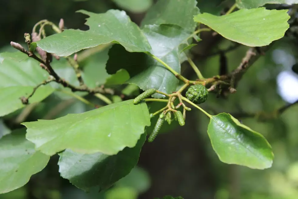 Alnus Glutinosa (Boland F.)