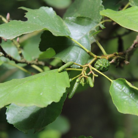 Black Alder -Alnus Glutinosa (Boland F.)