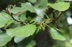 Black Alder -Alnus Glutinosa (Boland F.)