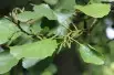 Alnus Glutinosa (Boland F.)