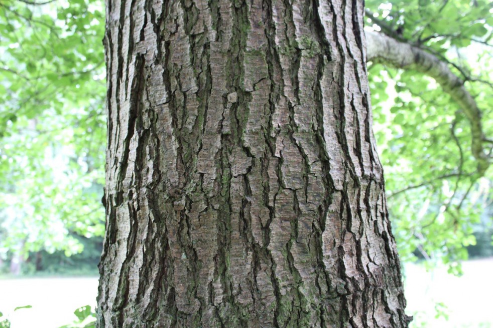 Alnus Glutinosa (Boland F.) Alnus Glutinosa (Boland F.)