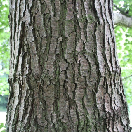 Alnus Glutinosa (Boland F.)