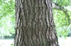 Alnus Glutinosa (Boland F.)