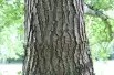 Alnus Glutinosa (Boland F.)