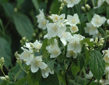 Sweet mock-orange