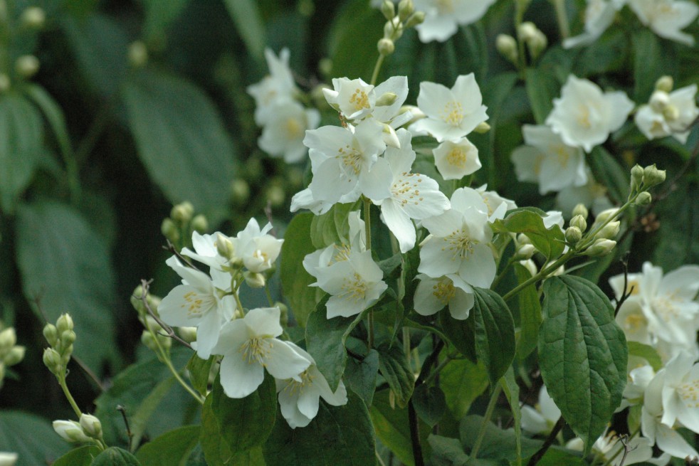 Sweet mock-orange