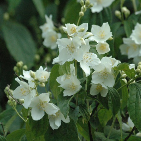 Seringat des jardins