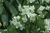 Sweet mock-orange