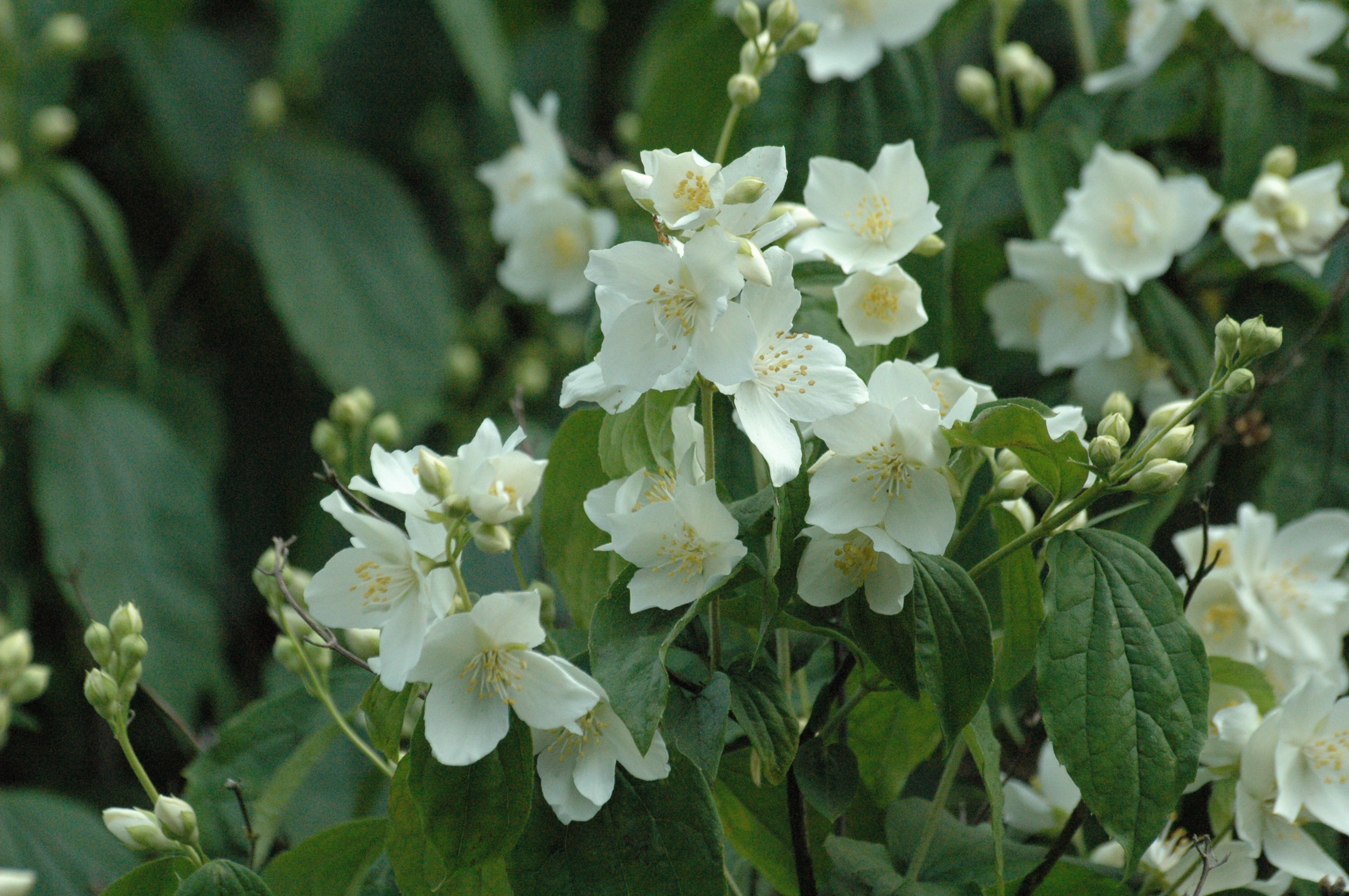 Sweet mock orange  -  English dogwood - Philadelphus Coronarius