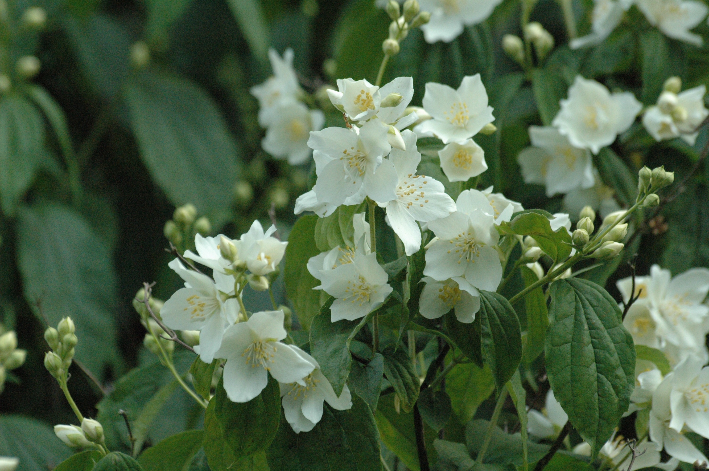 Sweet Mock Orange