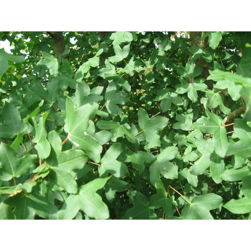 Montpellier maple - Acer Monspessulanum