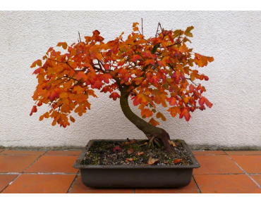 Montpellier maple