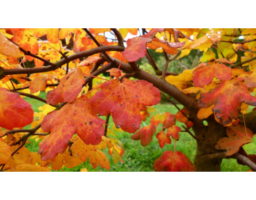 Montpellier maple