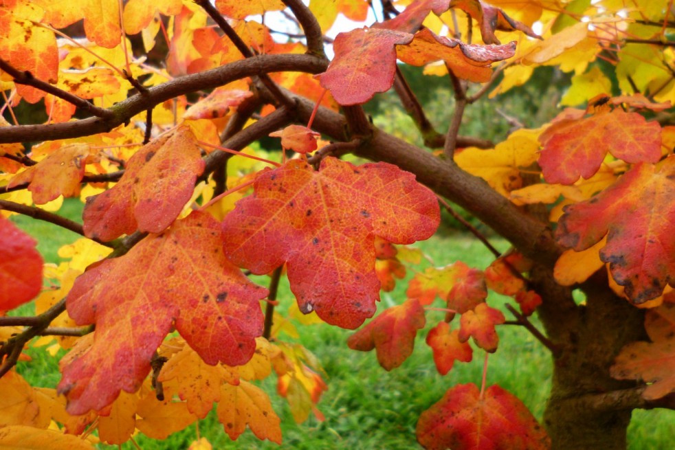 Montpellier maple
