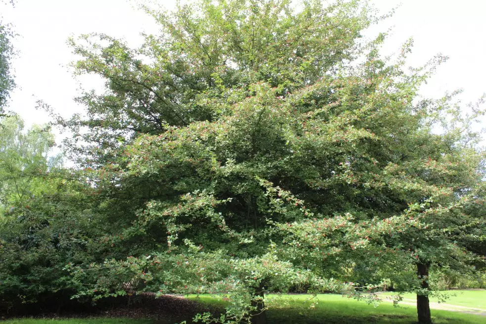 Aubépine