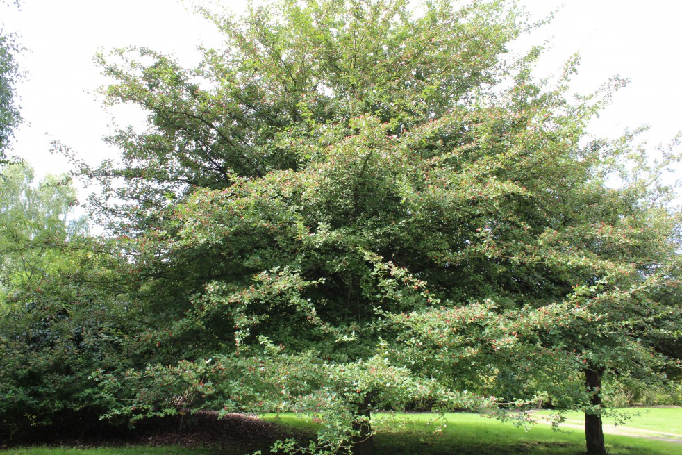 Hawthorn