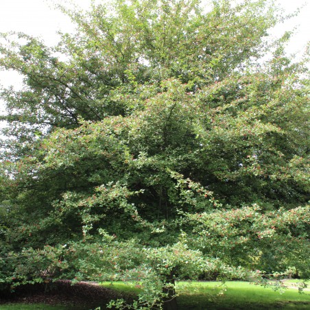 Hawthorn