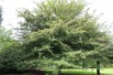 Hawthorn