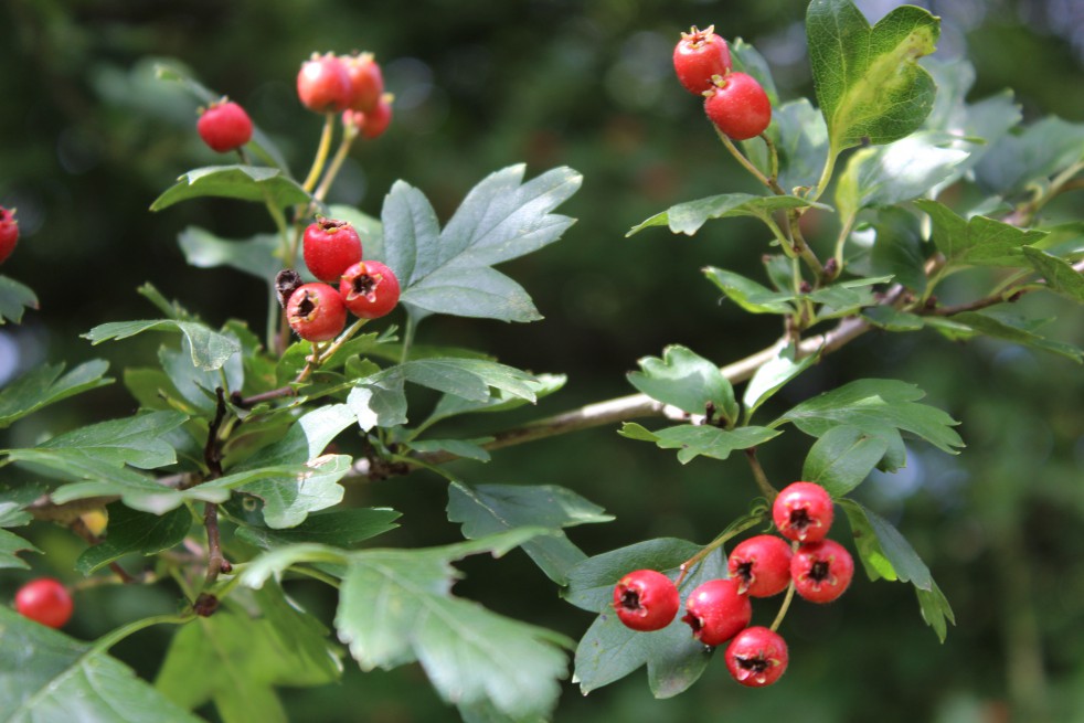 Hawthorn