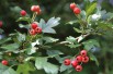 Hawthorn