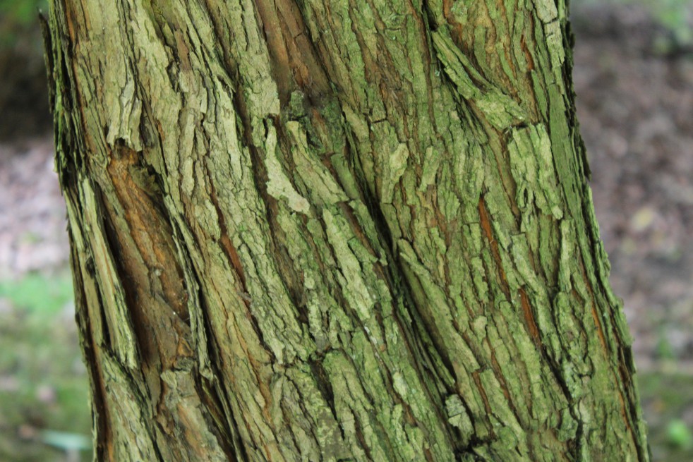 Aubépine