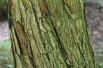 Aubépine