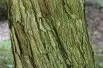 Aubépine