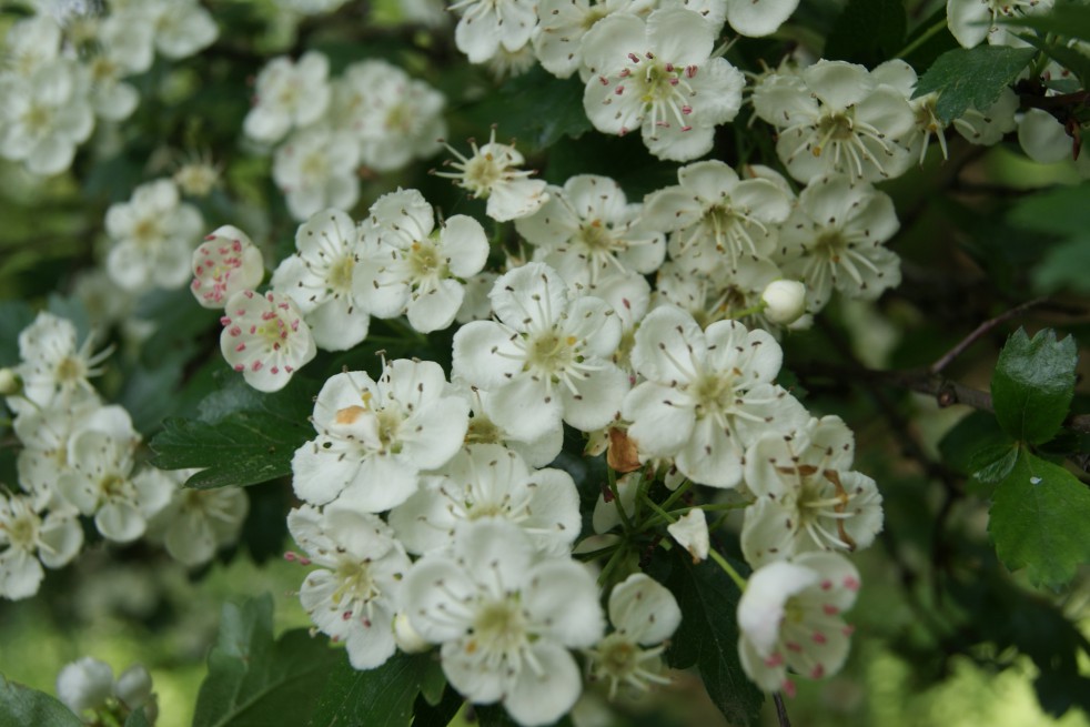 Aubépine