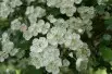 Aubépine