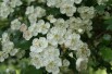 Hawthorn