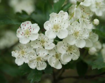 Aubépine