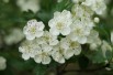 Aubépine