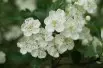 Aubépine