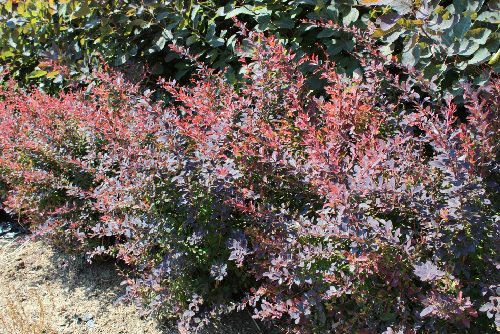 Rode japanse zuurbes Rode japanse zuurbes