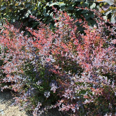 Purple Japanese Barberry