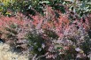 Purple Japanese Barberry