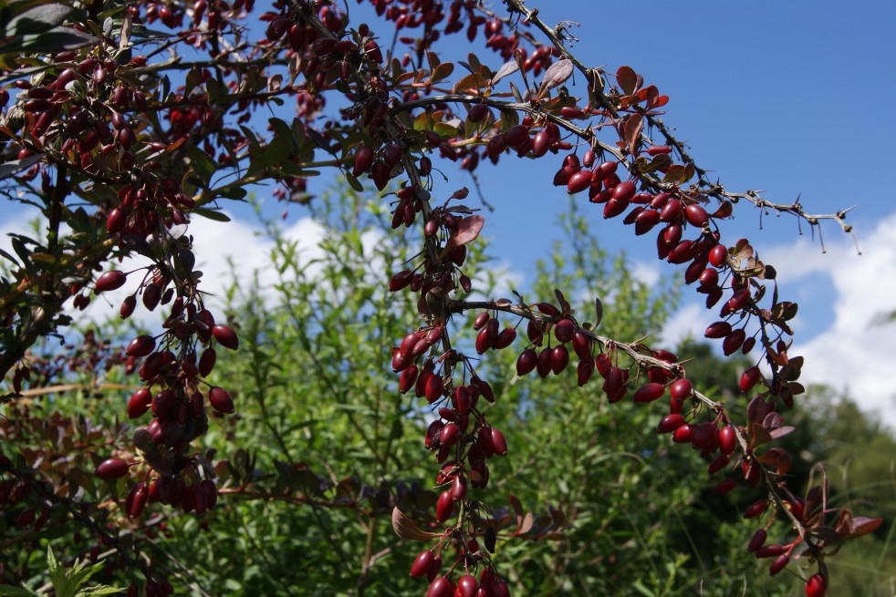 Épine vinette pourpre