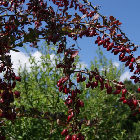 Épine vinette pourpre