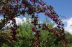 Épine vinette pourpre