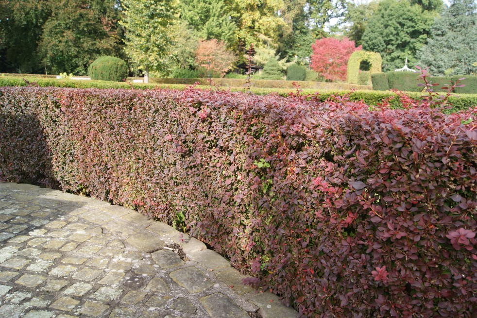 Rode japanse zuurbes Rode japanse zuurbes