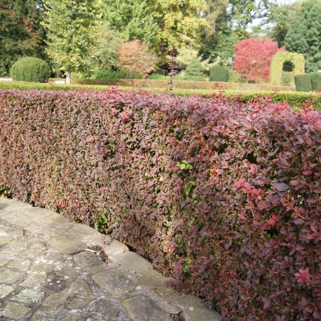 Purple Japanese Barberry