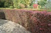 Rode japanse zuurbes
