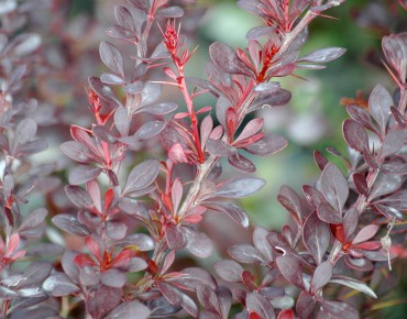 Épine vinette pourpre