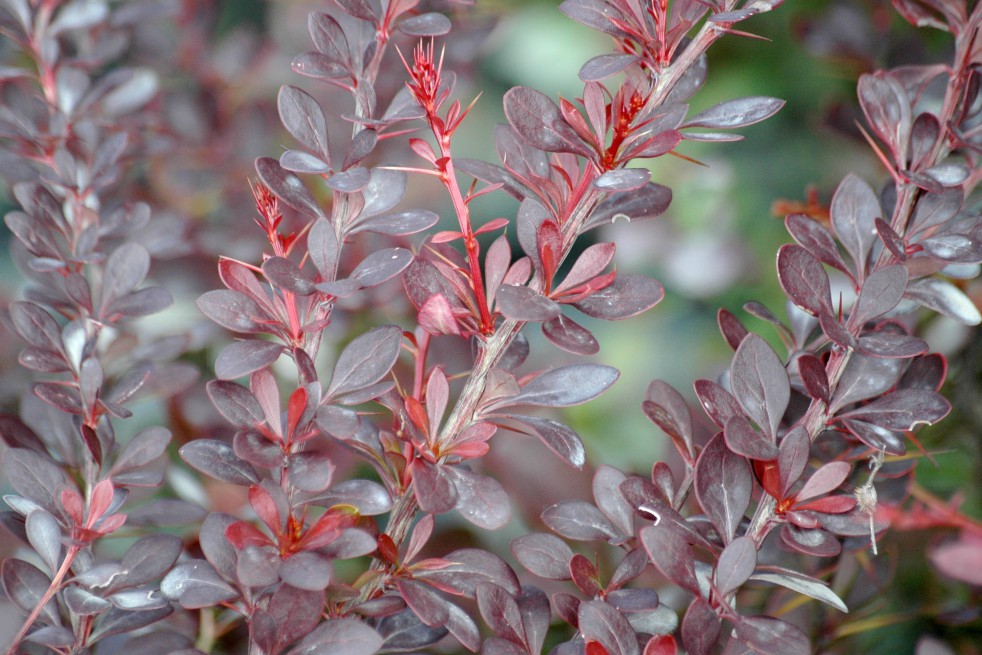 Rode japanse zuurbes Rode japanse zuurbes