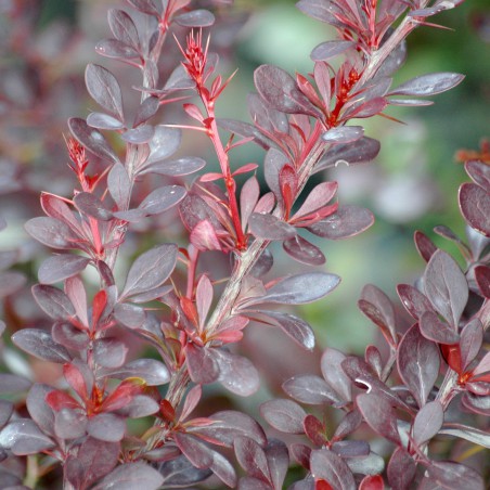 Épine vinette pourpre