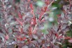 Épine vinette pourpre