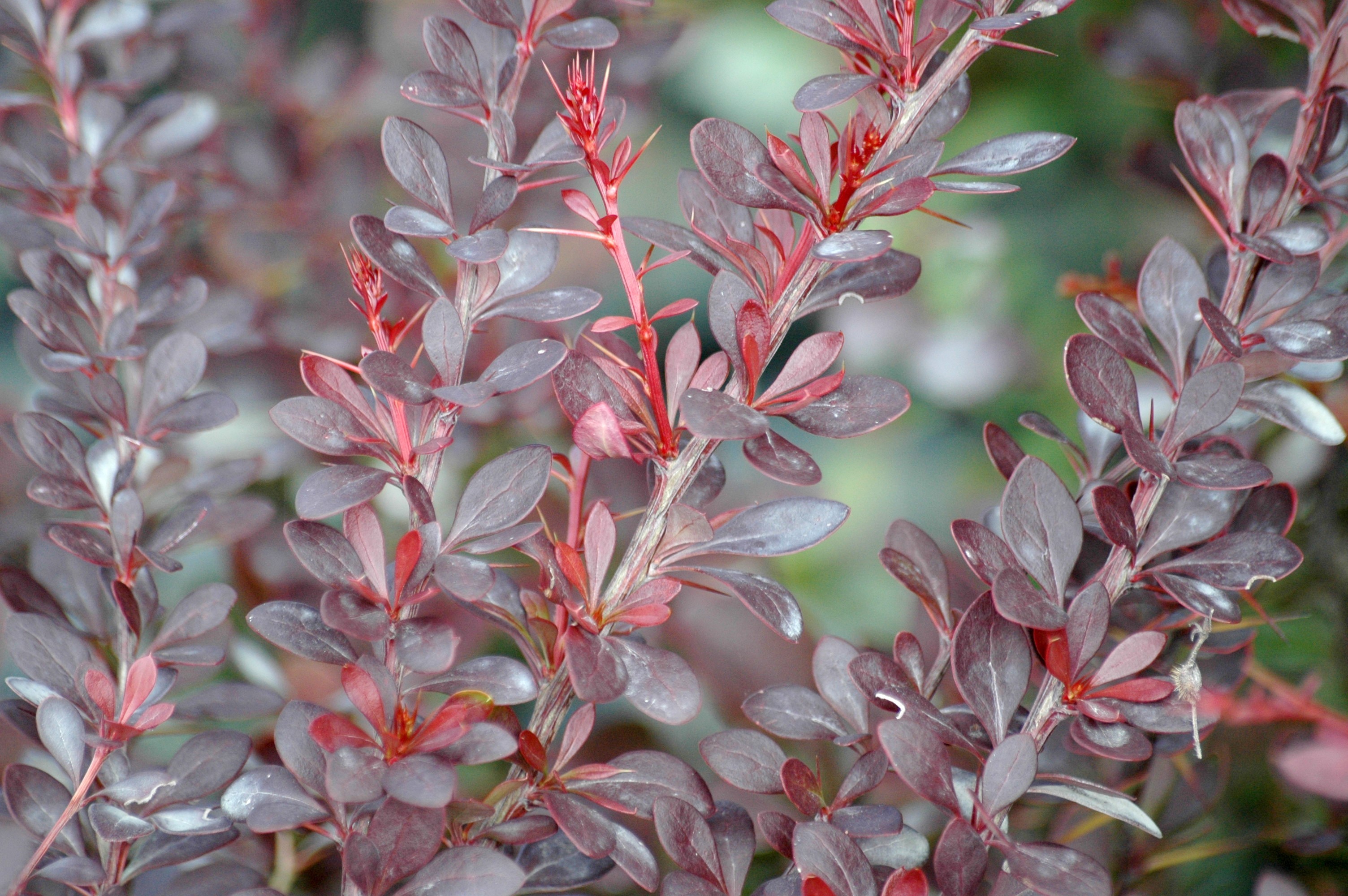 Purple Japanese Barberry